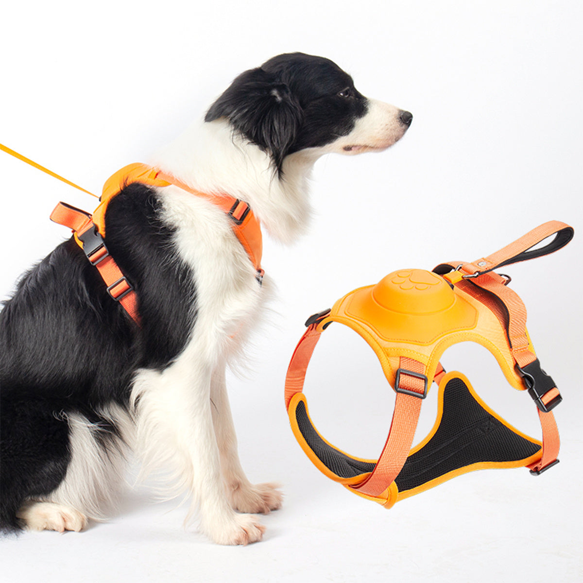 Pet Harness With Leash